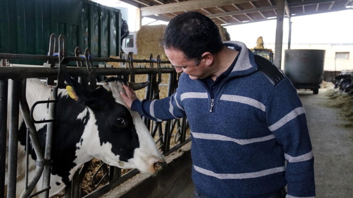 El ganadero Joan Pou, de Can Joans, en Lliçà d'Amunt, con una de las vacas de su explotación.