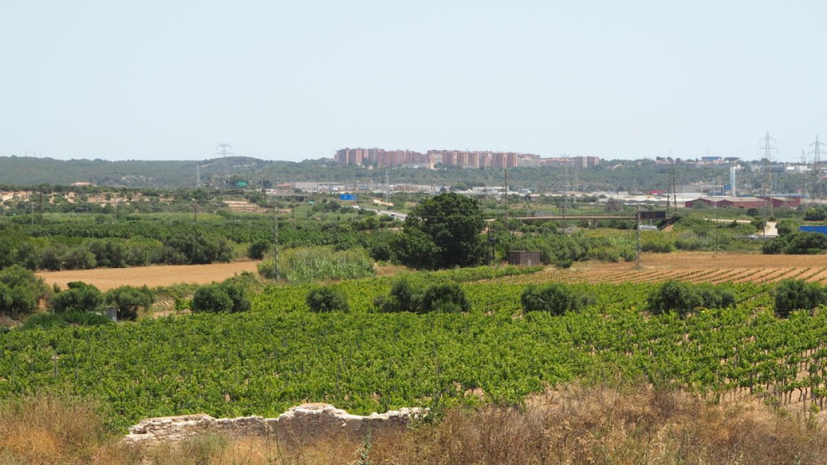 Imagen de la finca ubicada en la Bodega de Mas dels Frares donde está el yacimiento.