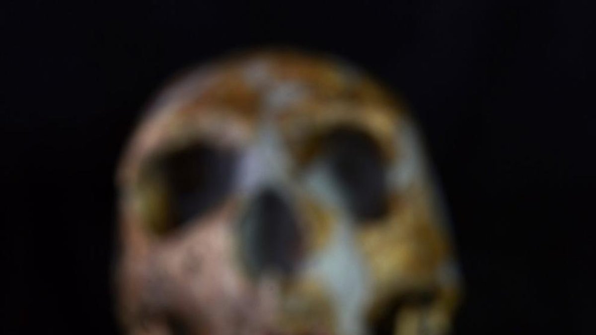 Falange de águila imperial procedente de Cova Foradada (Calafell) y que protagoniza la portada con un cráneo de neandertal