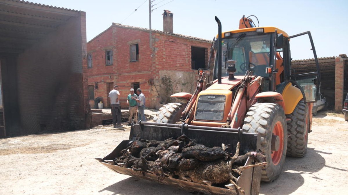 Un tractor con animales muertos de la granja más afectada por el incendio de la Ribera d'Ebre.