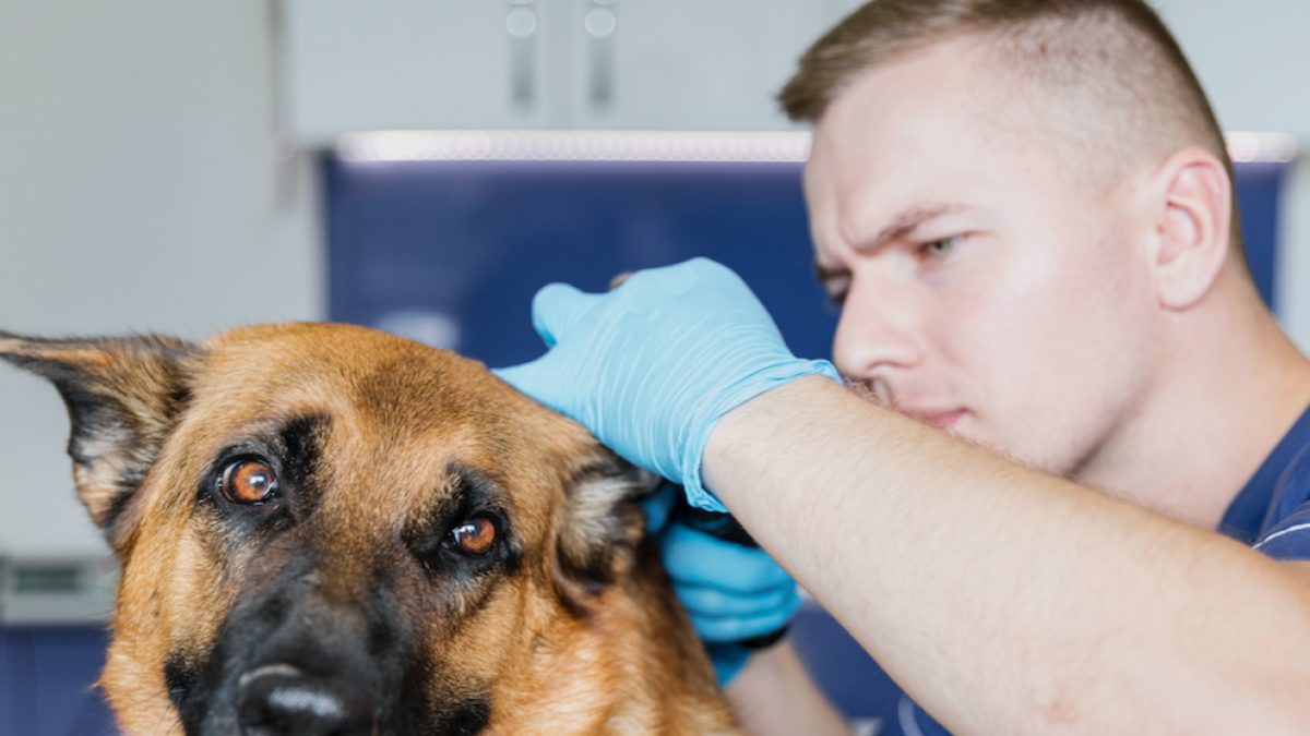 Imagen de un perro a la consulta veterinaria