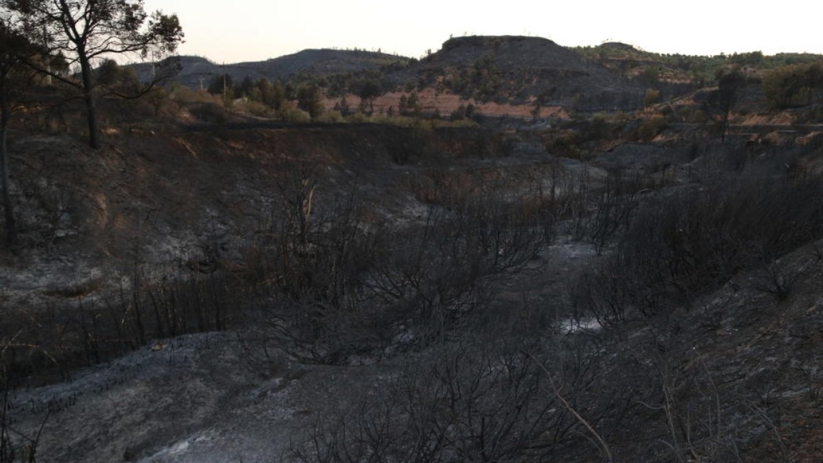 Pla general d'una de les zones cremades per l'incendi entre els termes municipals de Flix i Bovera. Imatge del 29 de juny del 20019 (Horitzontal).