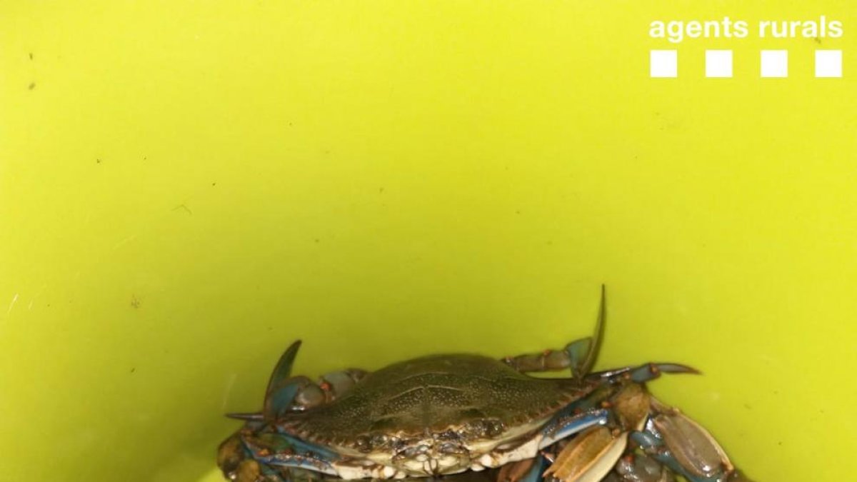 Imagen de los cangrejos azules pescados.