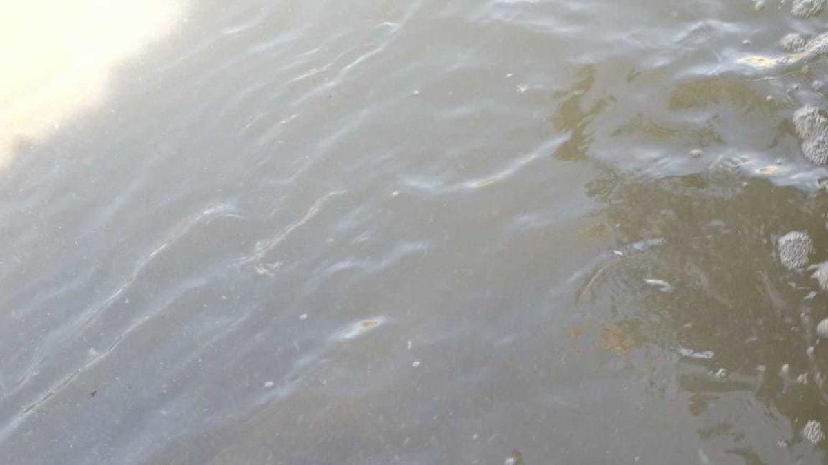 Momento en que la riera de la Selva baja con agua sucia.