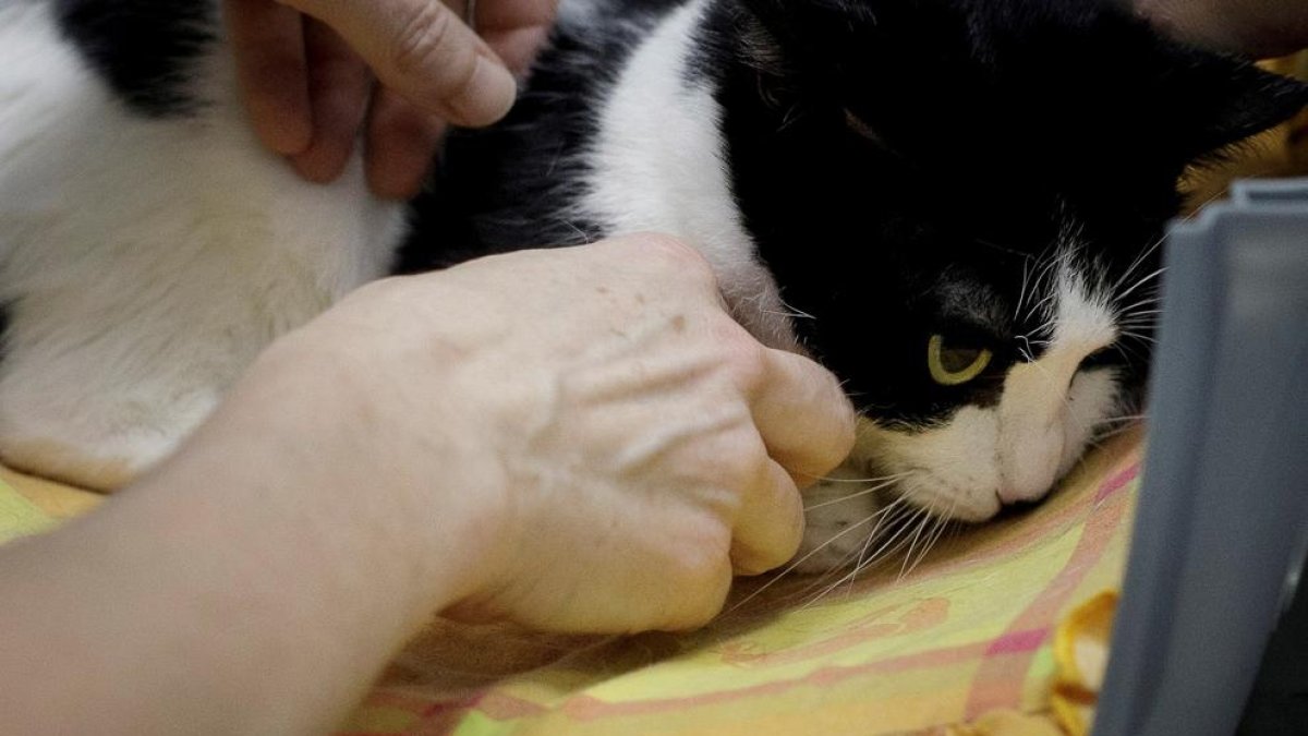 Algunos gatos no llevan nada bien estar todo el día compartiendo su espacio o territorio.