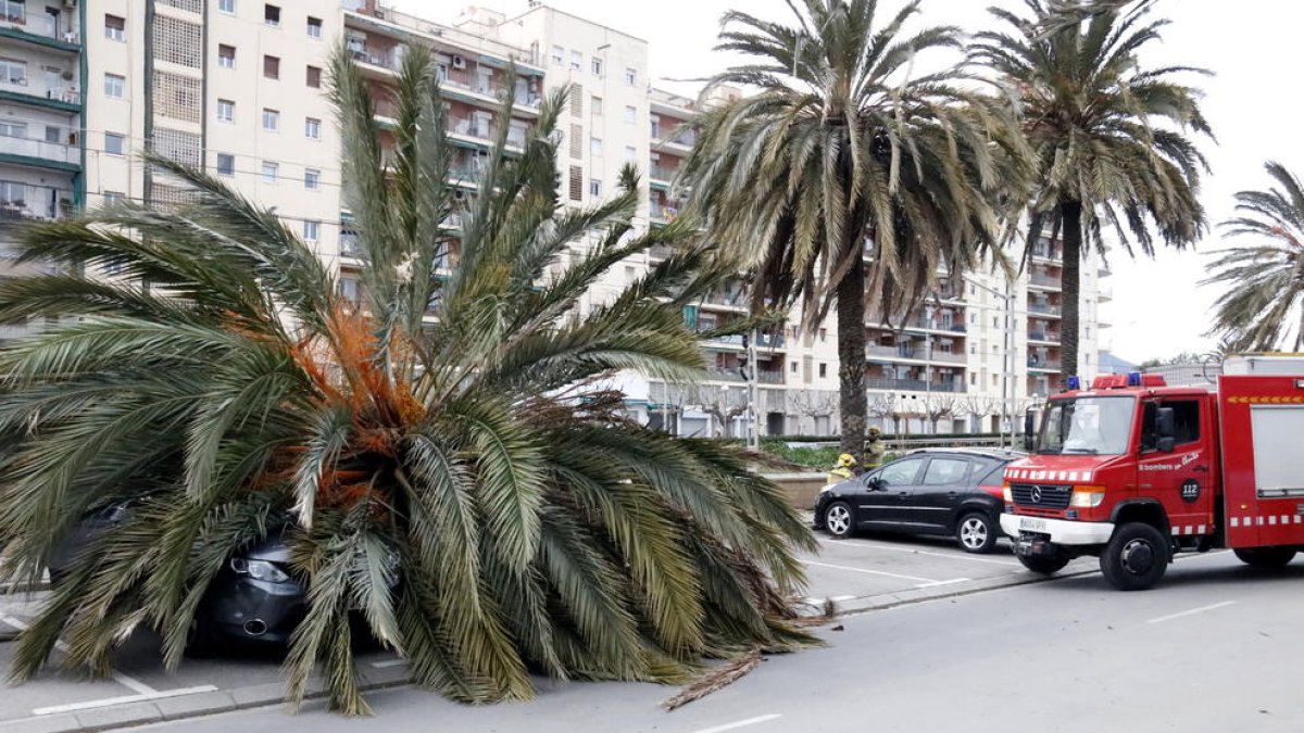 Imagen de la palmera ha caído encima de un vehículo al paseo de Mataró