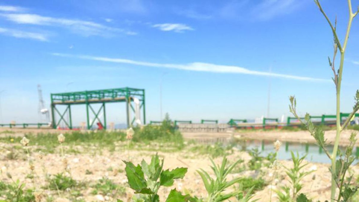 Un niu de Gavina corsa a les instal·lacions del Port de Tarragona