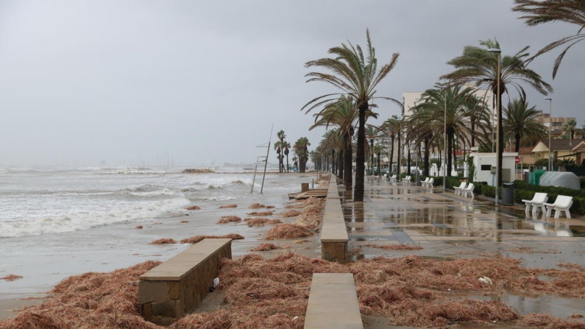 Restes de vegetació que ha expulsat el mar i que han embrutat part del passeig marítim de Cunit.