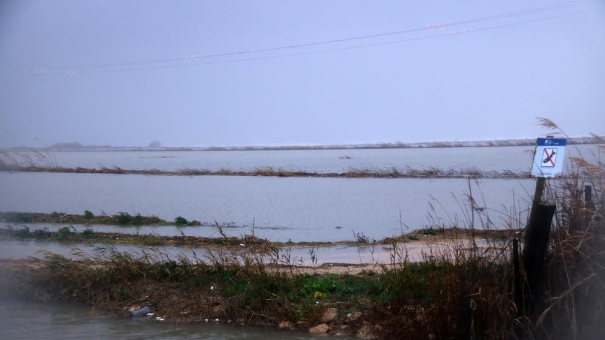 Pla general de camps d'arròs afectats per la inundació marítima del temporal Glòria a la zona de la Marquesa, al delta de l'Ebre.