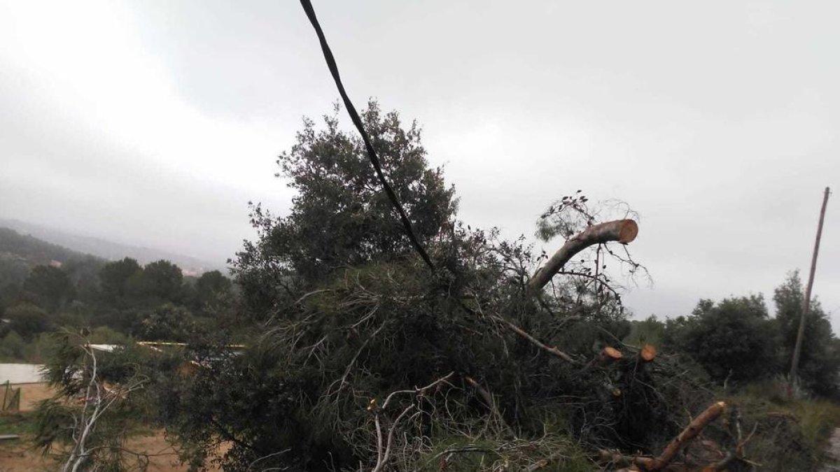 Imagen del pino caído encima del cableado.