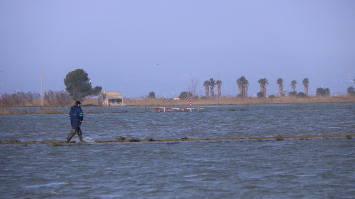 Arrossaires comprueban el agua del mar que ha entrado a los arrozales de la balsa de la Arena del delta del Ebro.