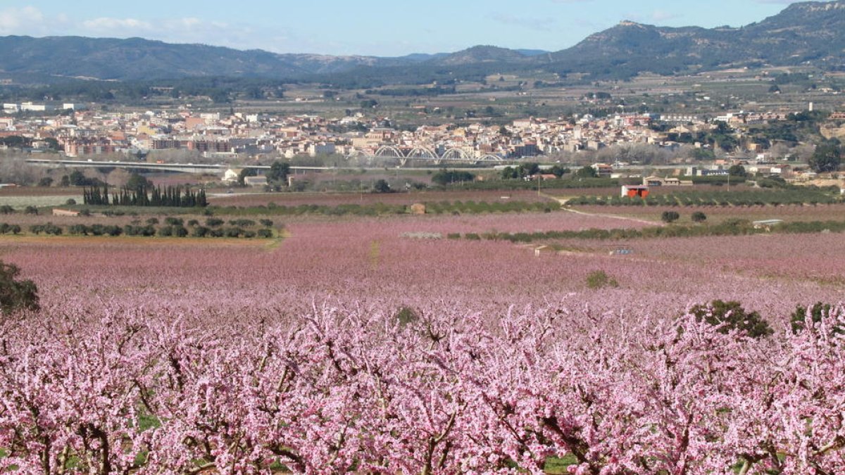 Pla general d'un camp de presseguers florits, amb Móra d'Ebre al fons.