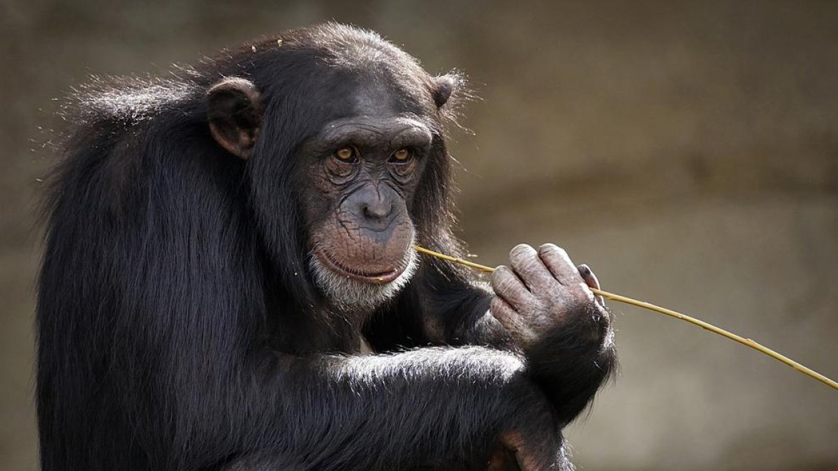 Imatge d'arxiu d'un ximpanzé, al genètica del qual pot ajudar a entendre millor els tumors humans.