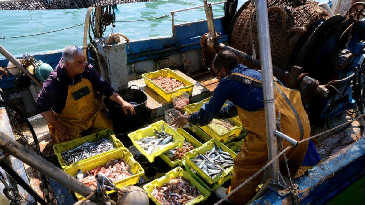 Dos pescadores de Tarragona acabando de escoger y clasificar el pescado encima de la barca, en el Serrallo.