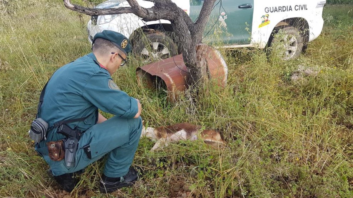 El agente de la Guardia Civil con el cadáver de la perra.