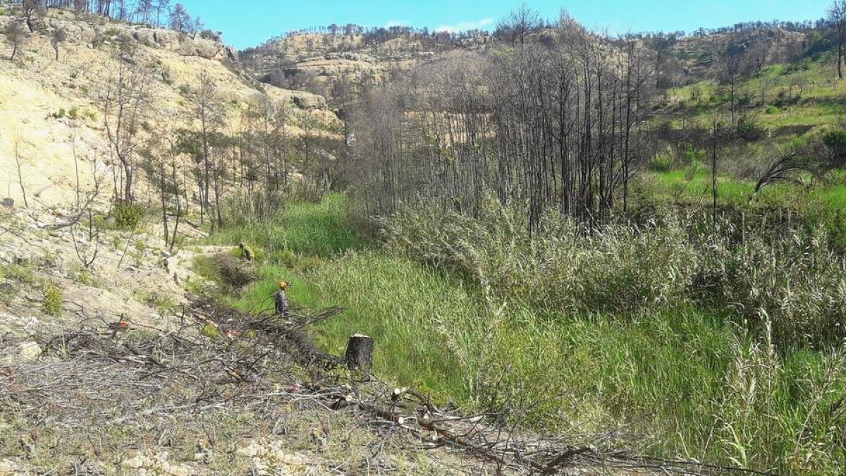 Al barranc Toll de l'Estret s'han retirat els arbres que van resultar afectats per un incendi.