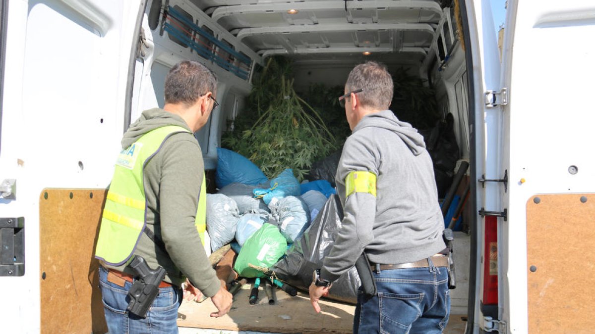 Els Mossos carreguen la marihuana comissada a Alfarràs.