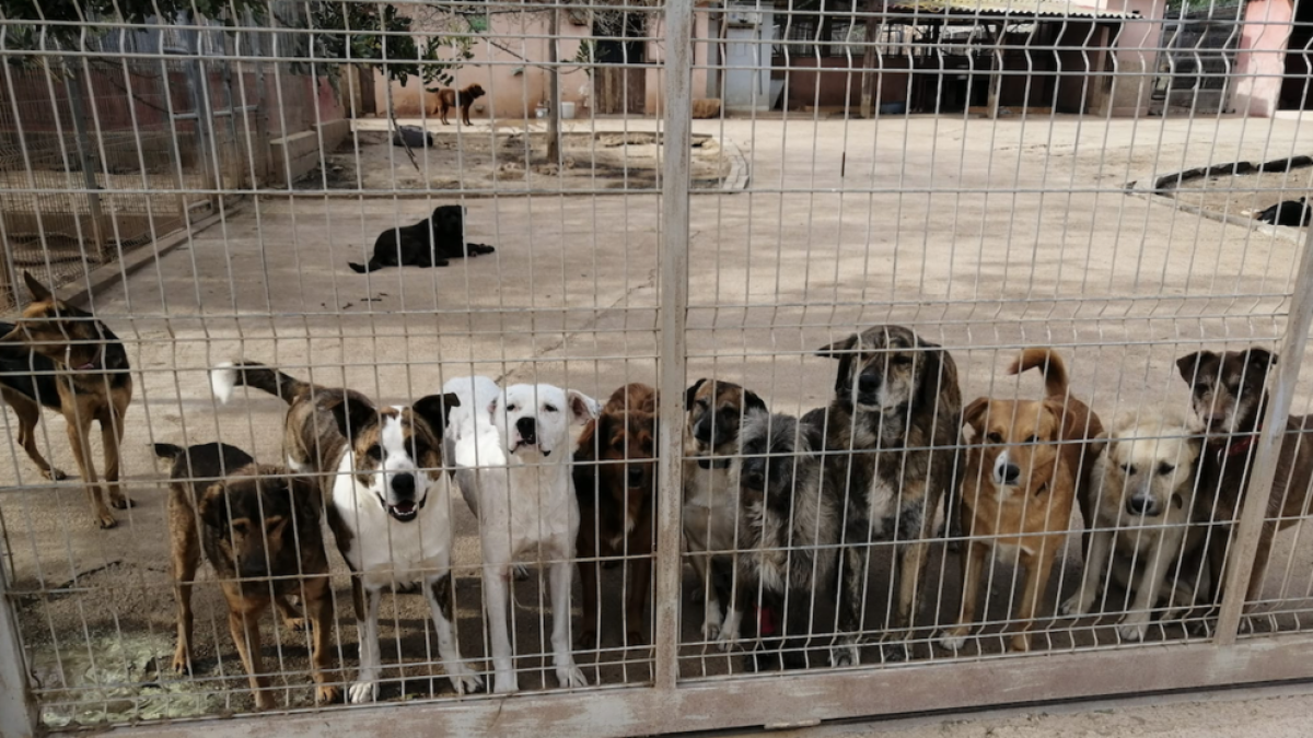 Imatge de les instal·lacions de la Societat Protectora d'Animals de Catalunya.