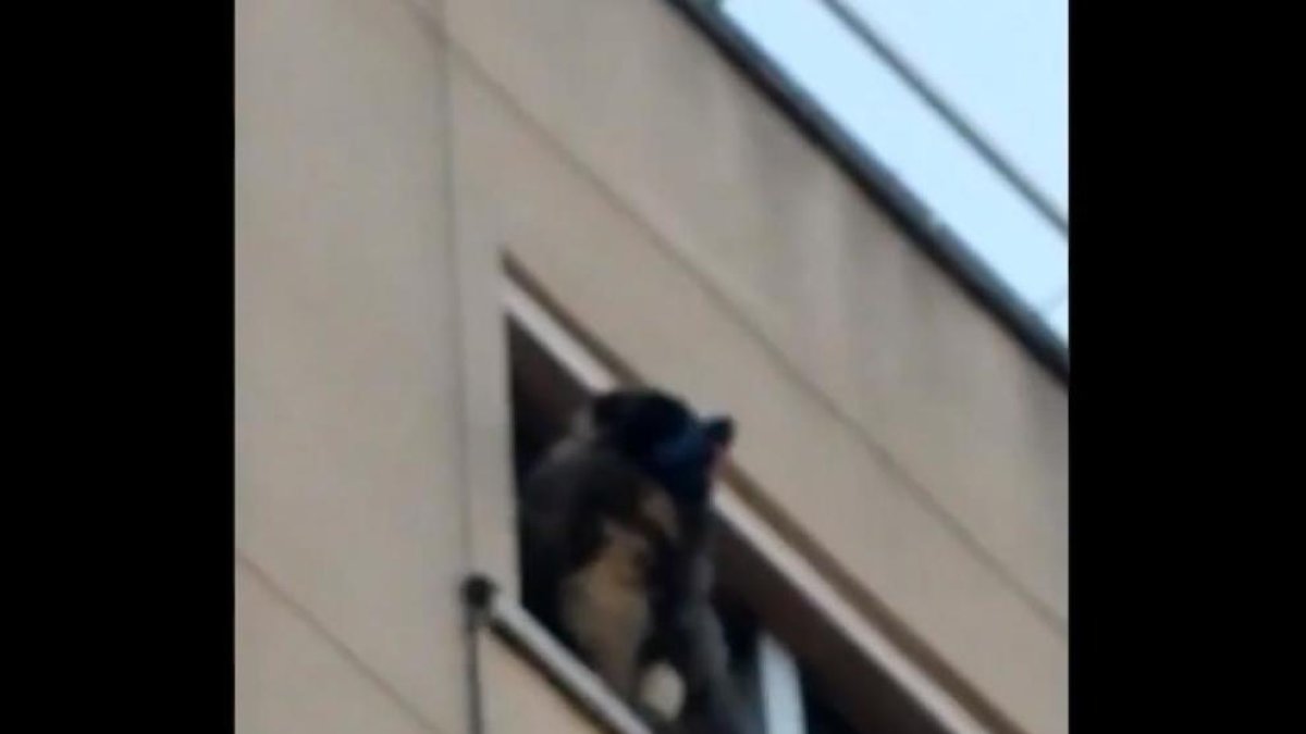 Imagen del perro en la ventana.