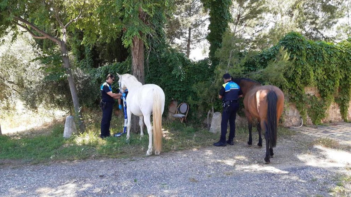 Dos agentes con los caballos.