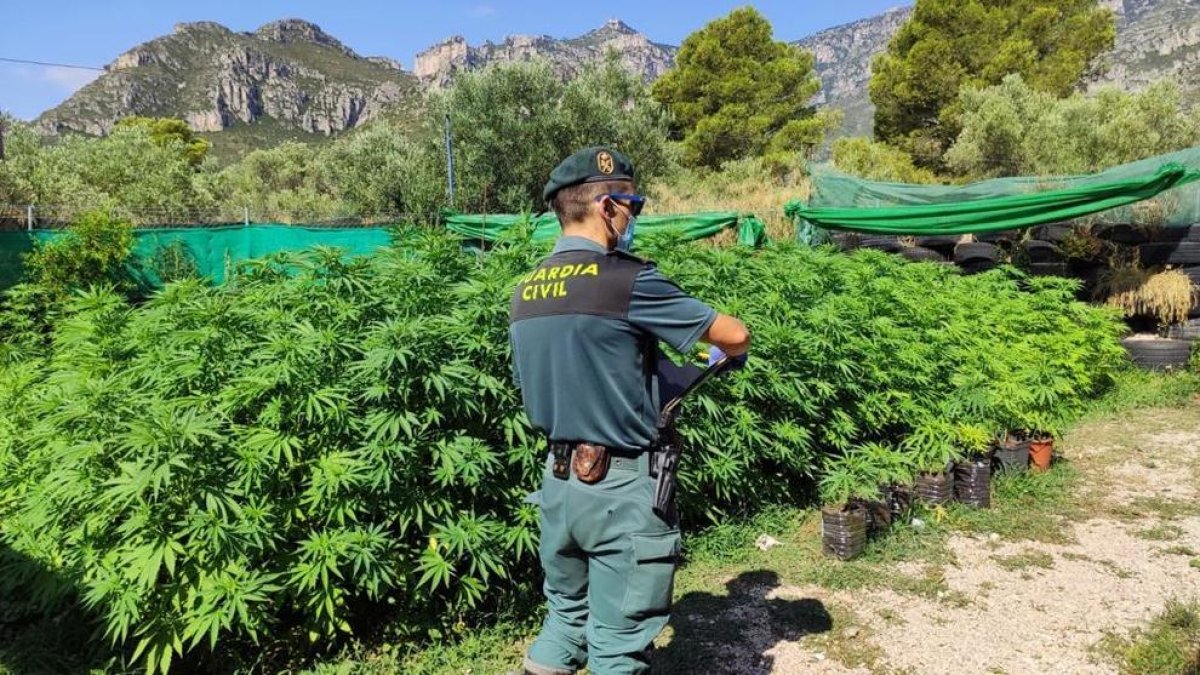 Un agente de la Guardia Civil en la plantación.