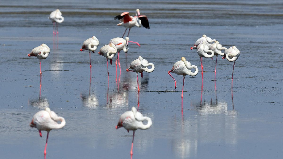 Una colònia del flamencs al Parc Natural del Delta de l'Ebre