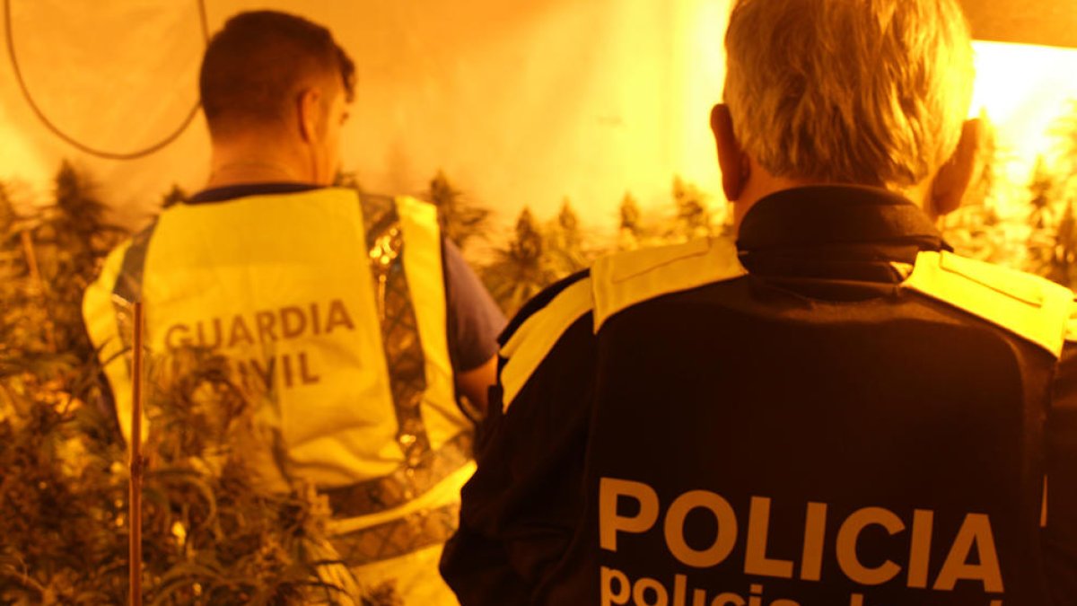 Imagen de archivo de una actuación policial en una plantación de marihuana.