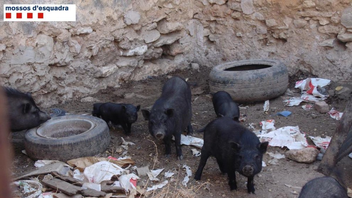 Imagen de la granja ilegal que ha sido denunciada.