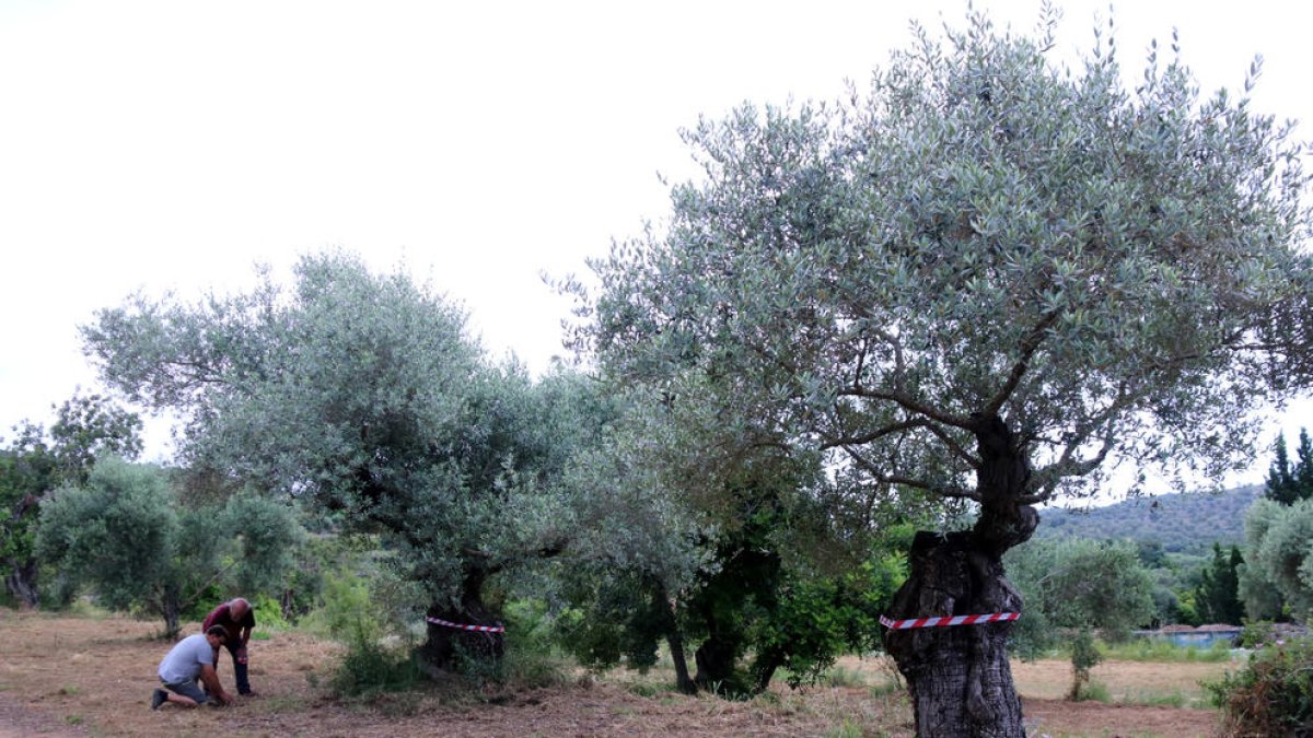 Pla general d'un camp amb oliveres monumentals marcades amb una cinta per Salvem lo Montsià a la partida de Valldepins, Ulldecona.