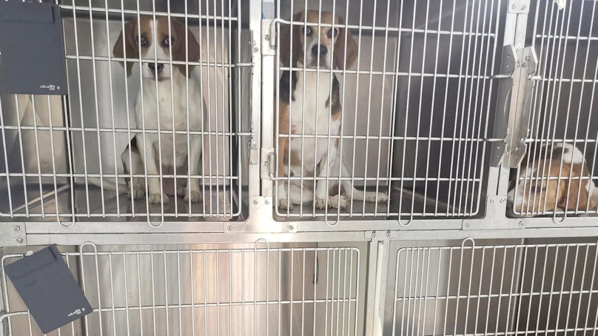 Algunos de los perros rescatados en las jaulas del laboratorio.