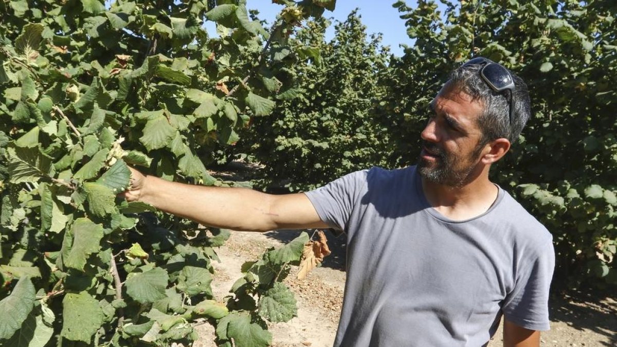 Joan Carles Gual mostrando la poca producción de sus avellanos de la Riera de Gaià.