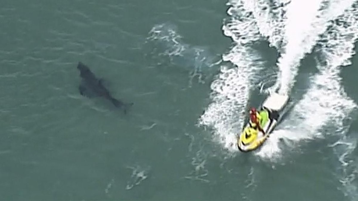 Un tauró neda a prop d'un jetski