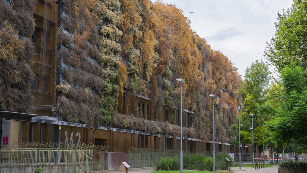 Imatge de l'estat de sequera que presenten les plantes del jardí vertical per la manca de reg.