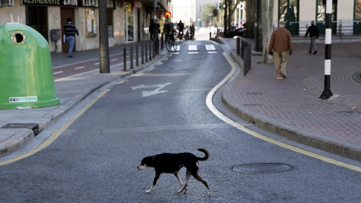 Un gos abandonat pels carrers de València.