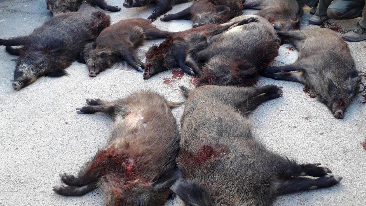 Imatge de senglars abatuts per caçadors.