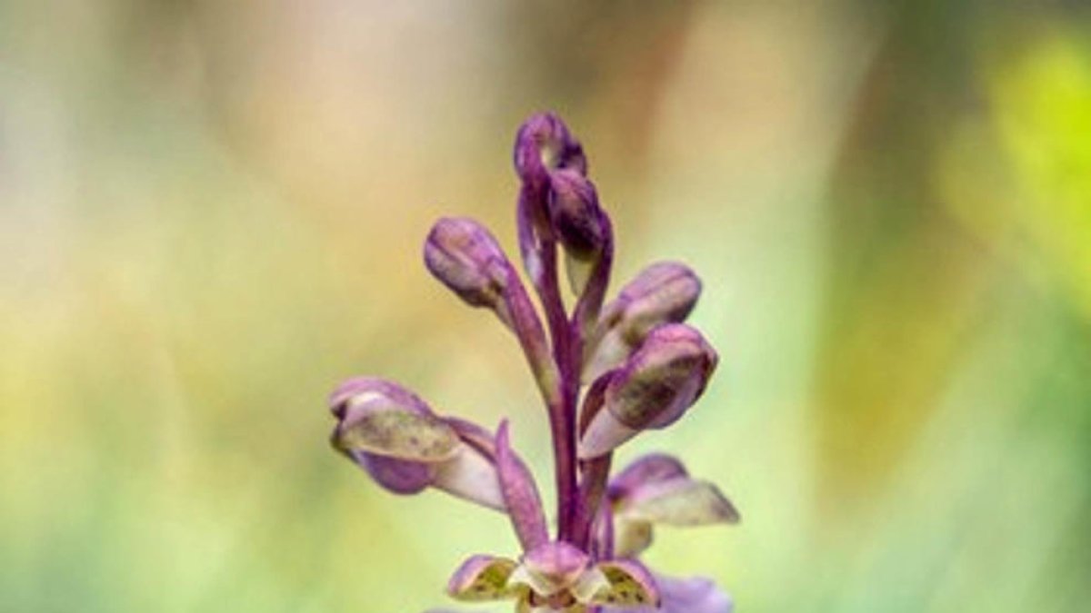 Primer pla de l'orquídia 'Orchis cazorlensis', en perill d'extinció, que s'ha tornat a trobar al Parc Natural dels Ports.