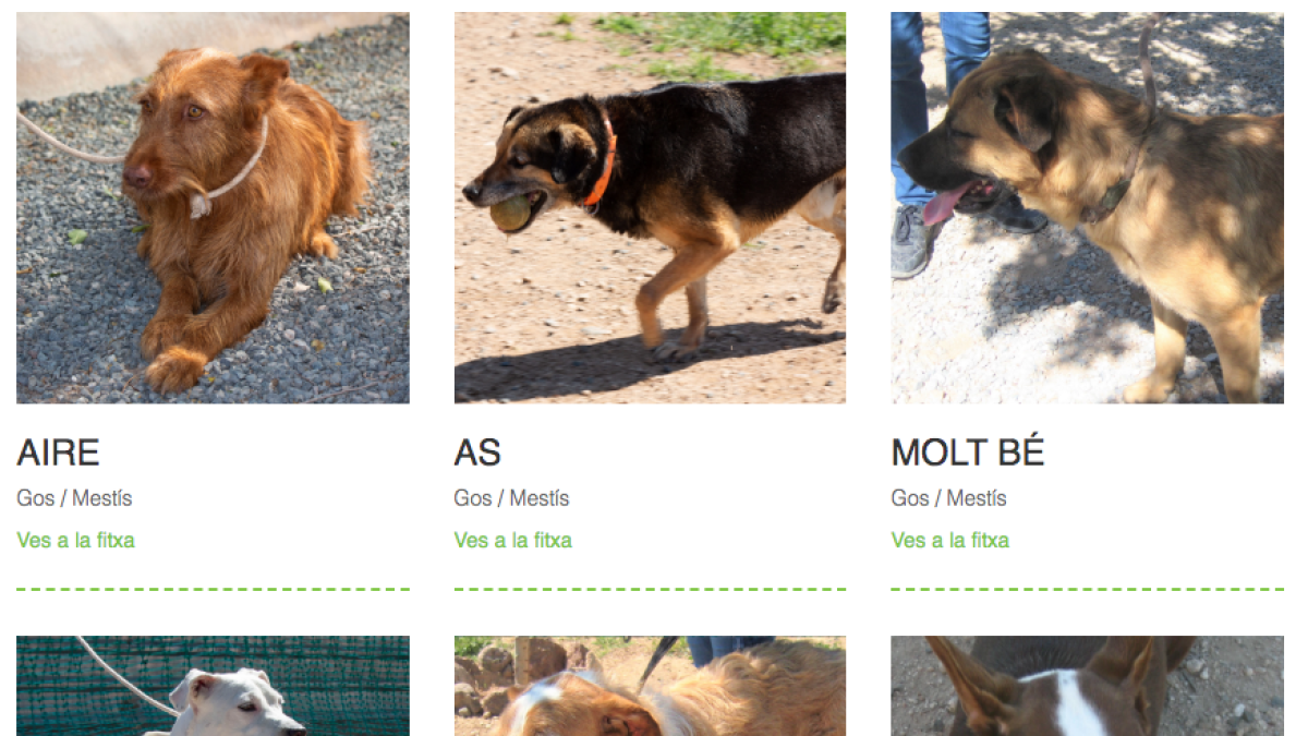 Imagen de algunos de los perros que esperan una nueva oportunidad.