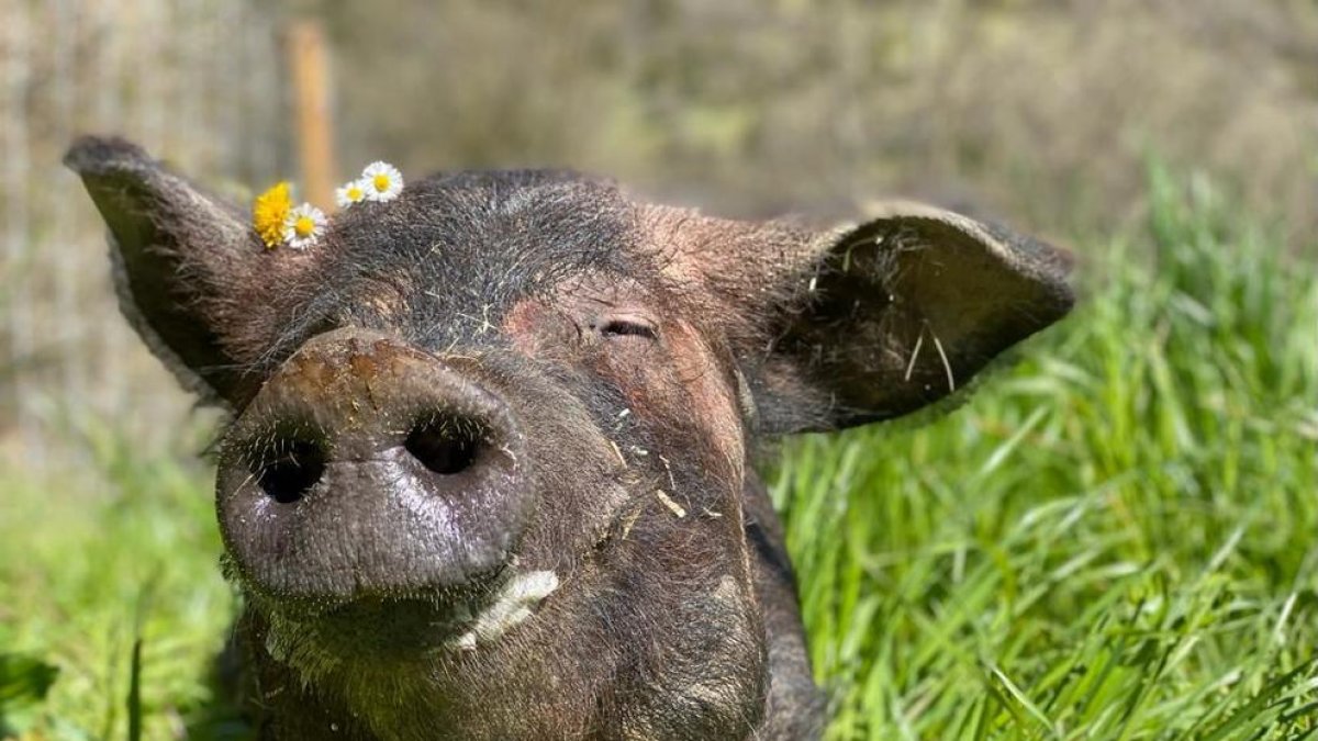 Imagen de la cerda 'Eulàlia' rescatada, en el refugio de animales.