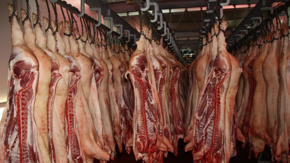 Plano general de canales de cerdo esperando para ser procesadas en un matadero.