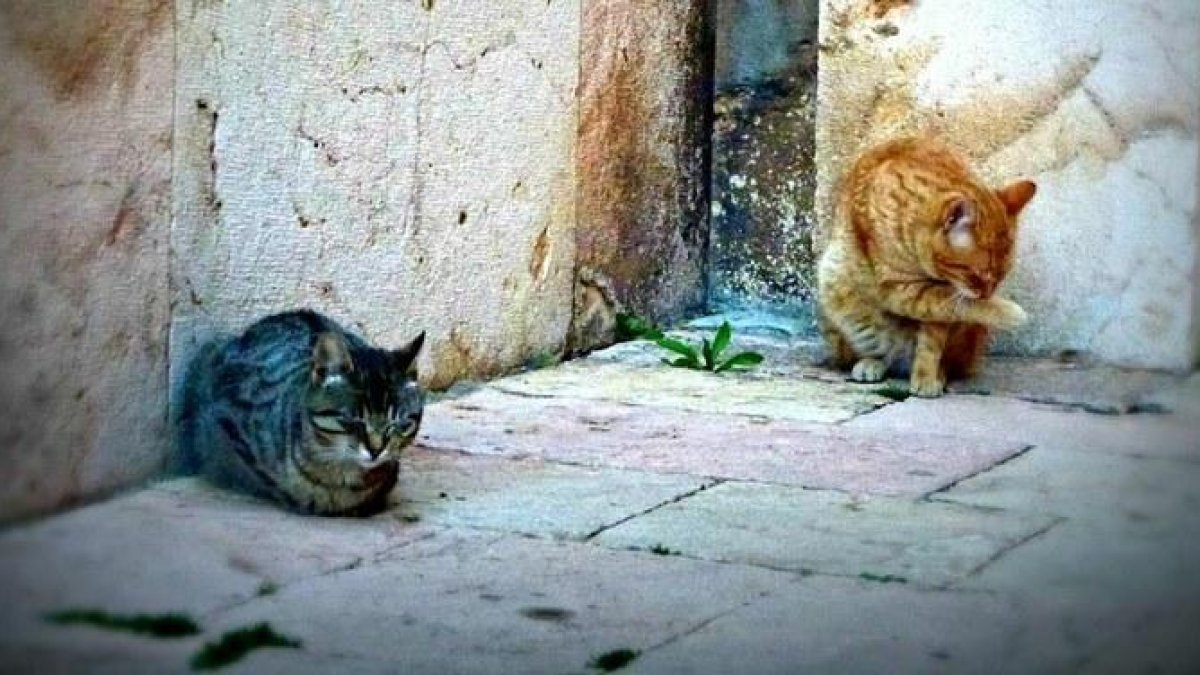 Imagen de dos gatos ferales de una de las muchas colonias que viven en la ciudad de Tarragona