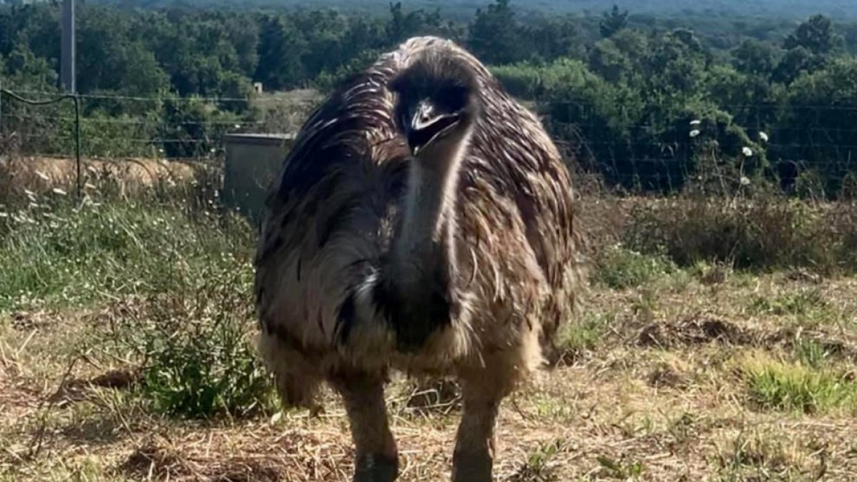 L'emú que han robat d'una finca de Llagostera