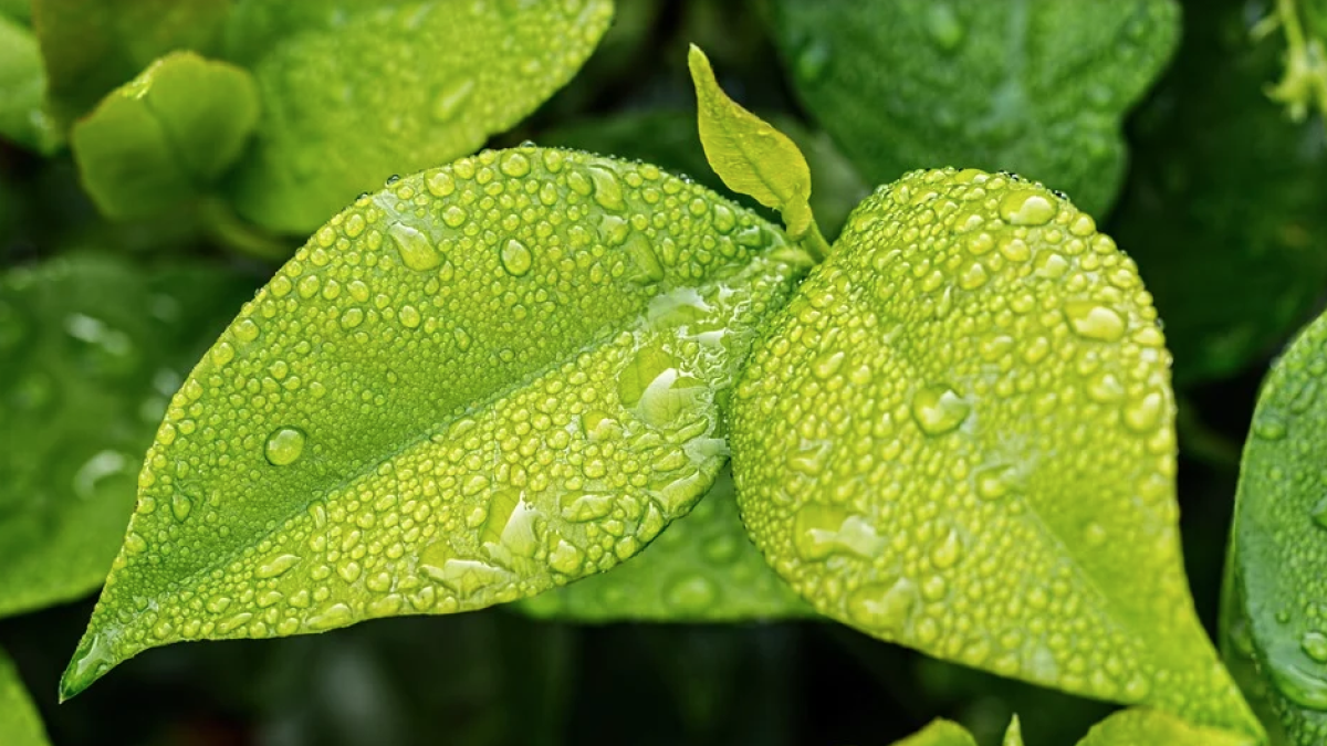 Permite aumentar la capacidad de las plantas para producir y almacenar pigmentos antioxidantes y nutrientes esenciales.