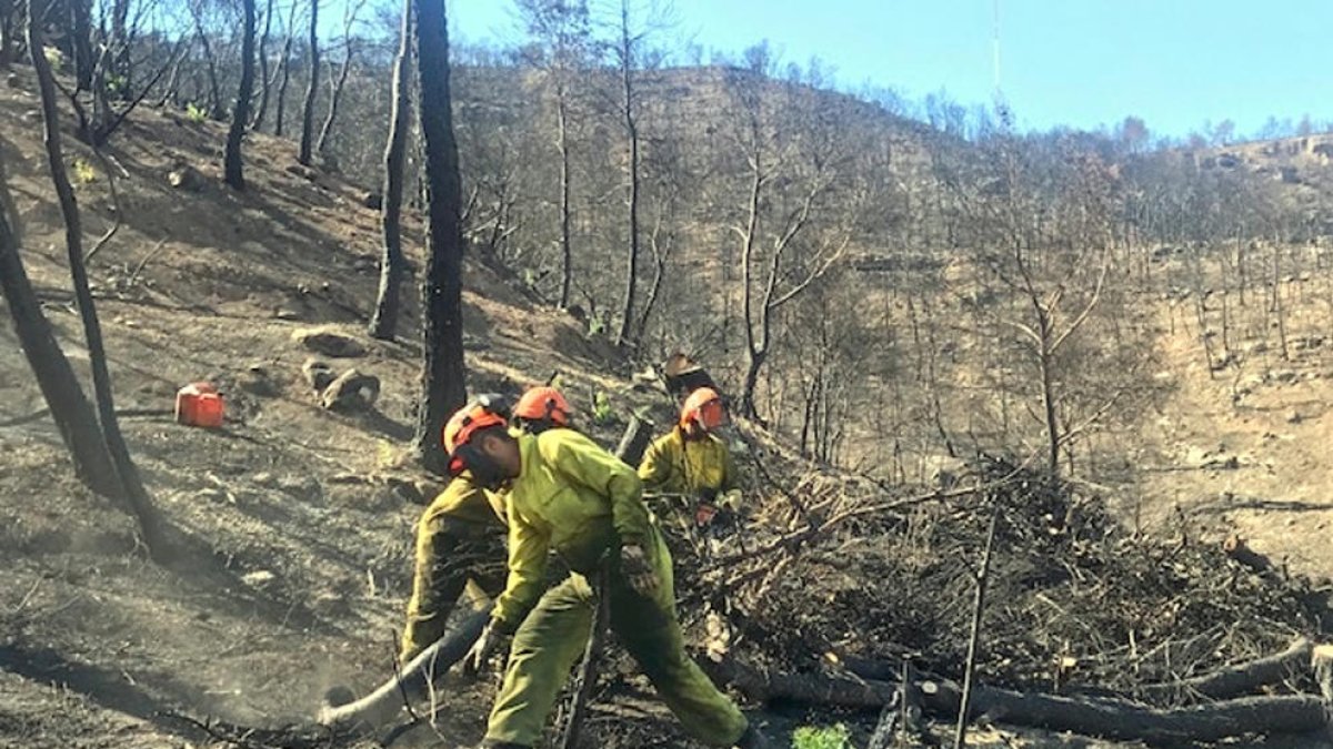 Trabajos forestales realizados en las zonas afectadas por el incendio de la Ribera de Ebro.