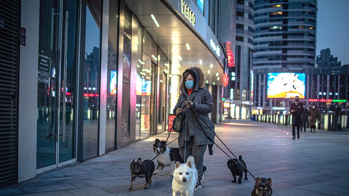 Una mujer con mascarilla paseando perros en la ciudad de Beijing, en China.