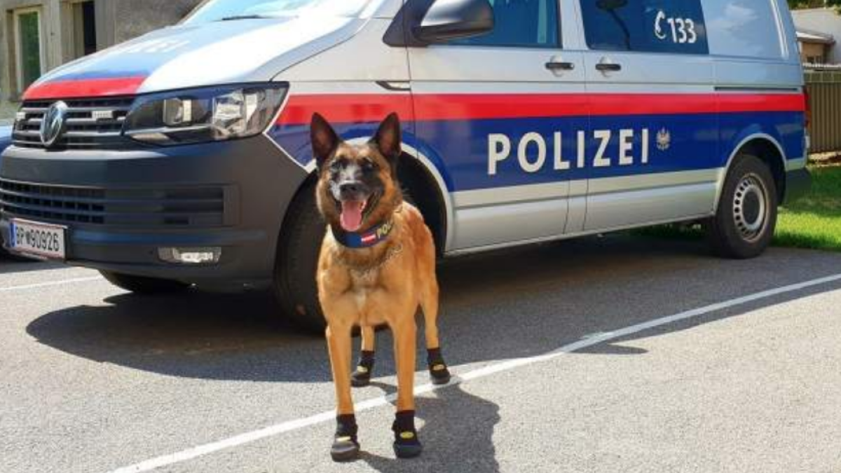 Imatge d'un gos de la policia de Viena amb les sabates posades.