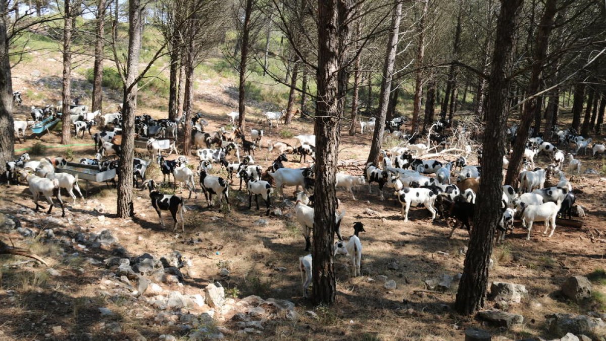 Un ramat de cabres pasturant el bosc de la serra de Pàndols, a la Terra Alta, el passat 2018.
