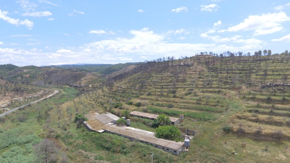 Imatge aèria on es pot veure una zona amb una granja afectada per l'incendi de la Ribera d'Ebre a la C-233 entre Bovera i Flix.