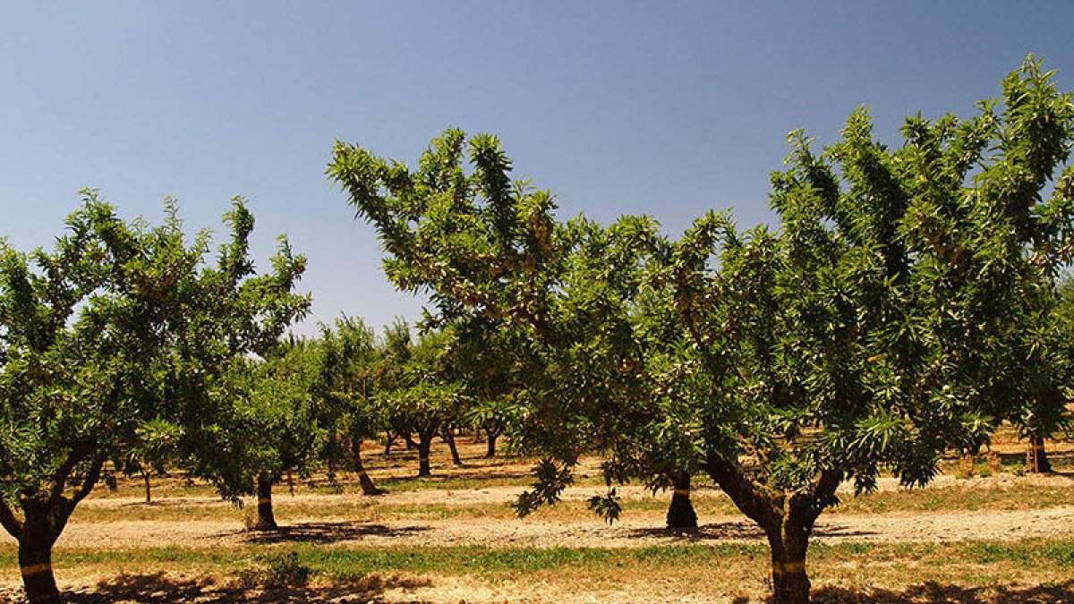 Unió de Pagesos calcula que la cosecha de almendra en secano puede disminuir un 25%.