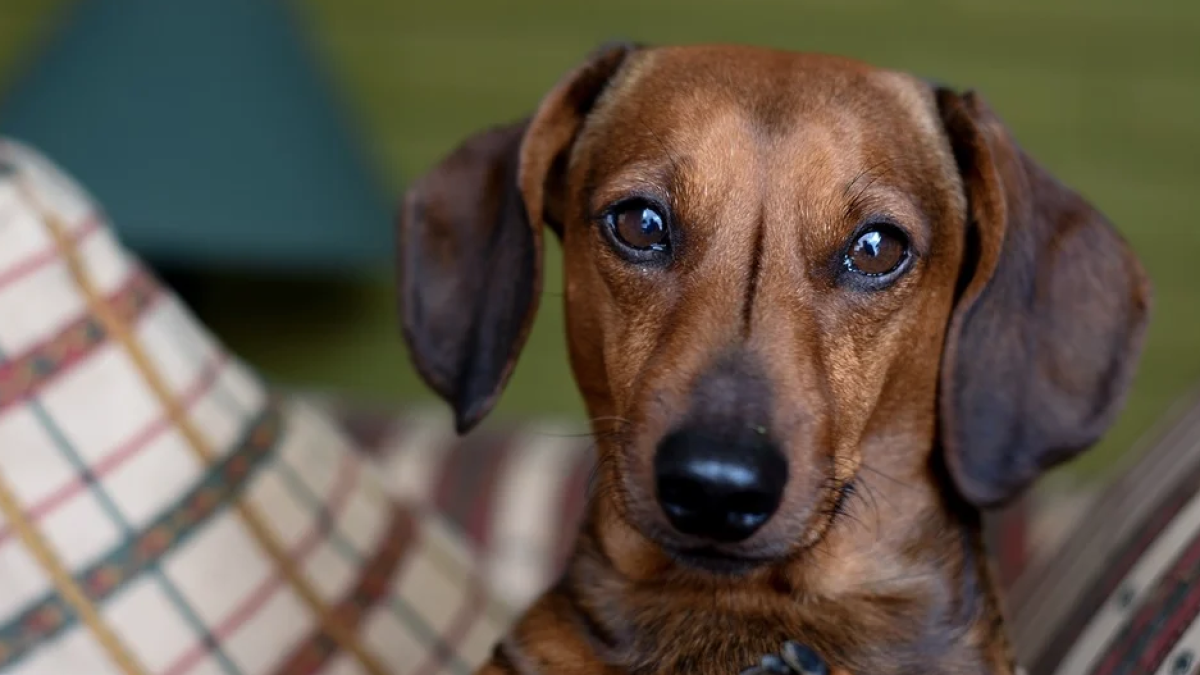 Imagen de un cachorro teckel.