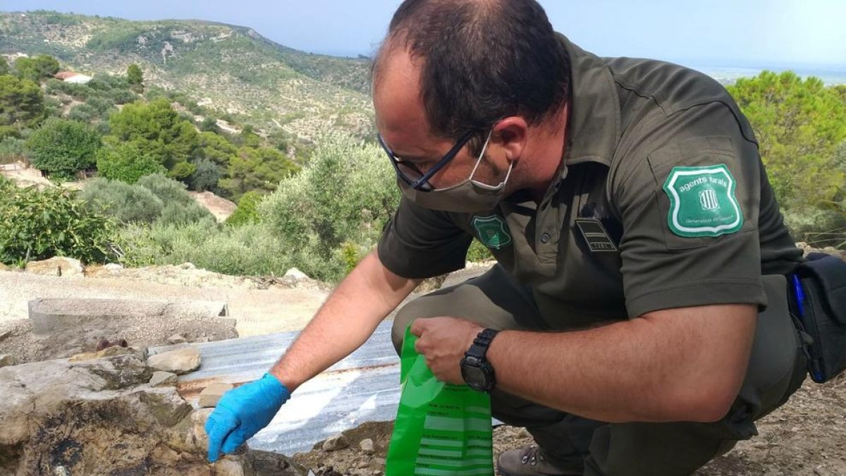 Un agente rural recogiendo muestras de los cebos envenenados localizados en una casa en el espacio natural de la sierra del Cardó-Boix.